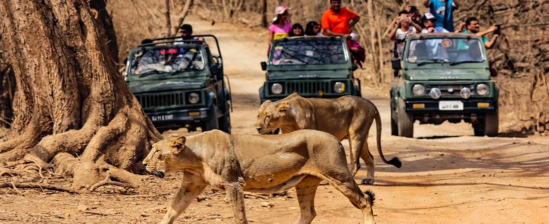 7 Best National Parks & Wildlife Sanctuaries near Surat