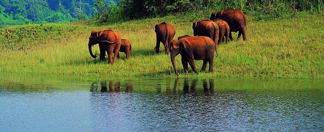 thekkady wildlife safari